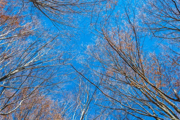 Bosque de otoño en la montaña Karandila en Bulgaria —  Fotos de Stock