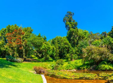 Sintra, Portekiz 'deki Monserrate Sarayı' nın bahçeleri.