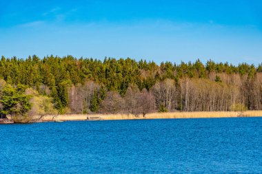İsveç, Stockholm yakınlarındaki sıtma gölündeki ormanlı ada.