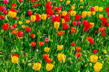 İsveç 'in Lund kentindeki botanik bahçesindeki lale tarlaları.