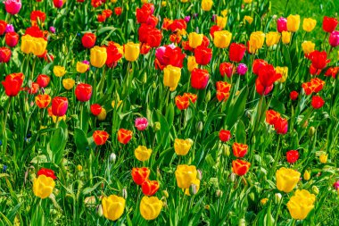 İsveç 'in Lund kentindeki botanik bahçesindeki lale tarlaları.