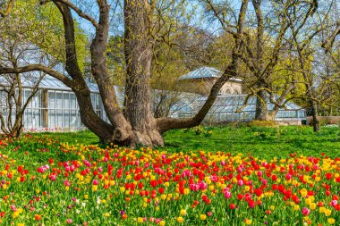 İsveç 'in Lund kentindeki botanik bahçesindeki lale tarlaları.
