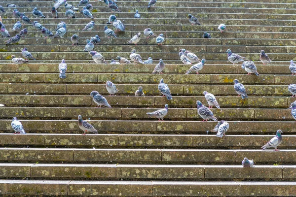 Palomas que se reúnen en una escalera en Viseu, Portugal — Foto de Stock