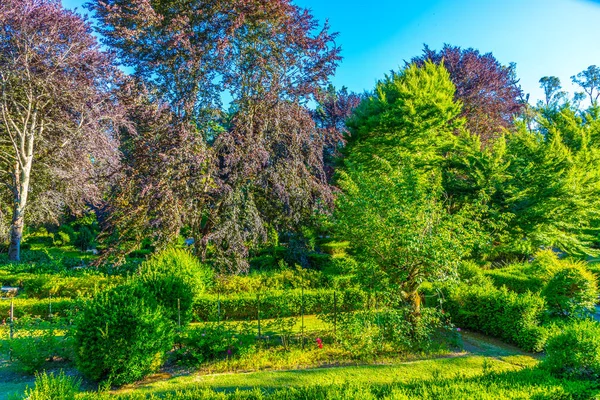 Folhagem verde no jardim botânico da universidade de Coimbra i — Fotografia de Stock