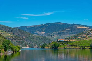 Portekiz 'de nehir kenarındaki üzüm bağları.