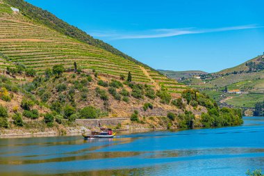 Portekiz 'de nehir kenarındaki üzüm bağları.