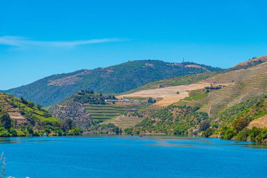 Portekiz 'de nehir kenarındaki üzüm bağları.