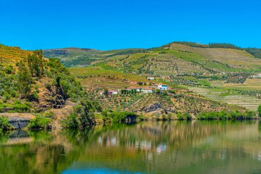 Portekiz 'de nehir kenarındaki üzüm bağları.