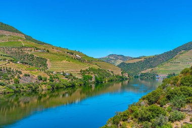 Portekiz 'de nehir kenarındaki üzüm bağları.