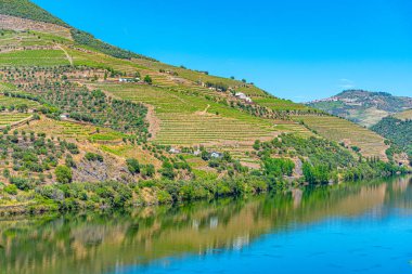 Portekiz 'de nehir kenarındaki üzüm bağları.
