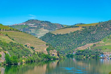 Portekiz 'de nehir kenarındaki üzüm bağları.