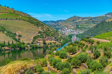 Portekiz 'de nehir kenarındaki üzüm bağları.