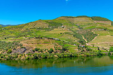 Portekiz 'de nehir kenarındaki üzüm bağları.