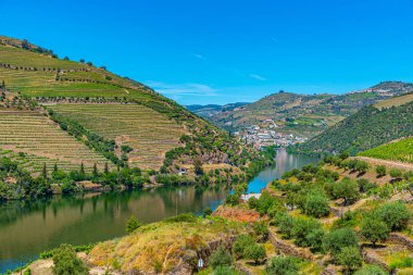 Portekiz 'de nehir kenarındaki üzüm bağları.