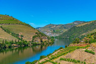 Portekiz 'de nehir kenarındaki üzüm bağları.