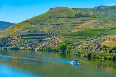 Cruise ship on Douro river passing among vineyards, Porto clipart