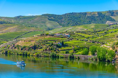 Douro nehri kıyısındaki bir yolcu gemisi bağların arasından geçiyor, Porto.