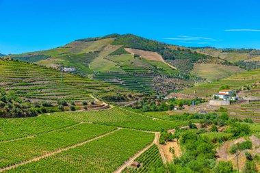 Portekiz 'de Douro Vadisi yamaçlarındaki üzüm bağları ve köyler