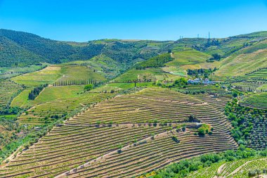 Portekiz 'de Douro Vadisi yamaçlarındaki üzüm bağları ve köyler