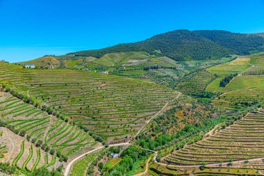 Portekiz 'de Douro Vadisi yamaçlarındaki üzüm bağları ve köyler