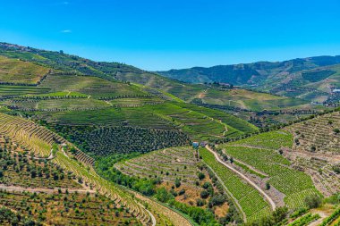 Portekiz 'de Douro Vadisi yamaçlarındaki üzüm bağları ve köyler