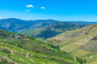 Portekiz 'de Douro Vadisi yamaçlarındaki üzüm bağları ve köyler
