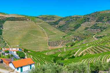 Portekiz 'de Douro Vadisi yamaçlarındaki üzüm bağları ve köyler
