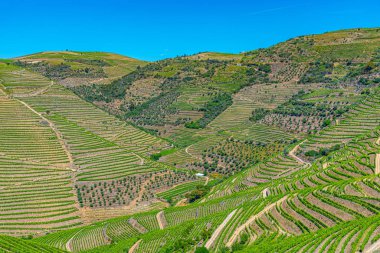 Portekiz 'de Douro Vadisi yamaçlarındaki üzüm bağları ve köyler