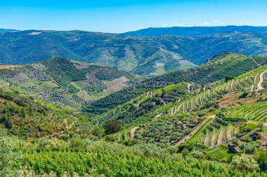 Portekiz 'deki Douro Vadisi' ndeki üzüm bağları
