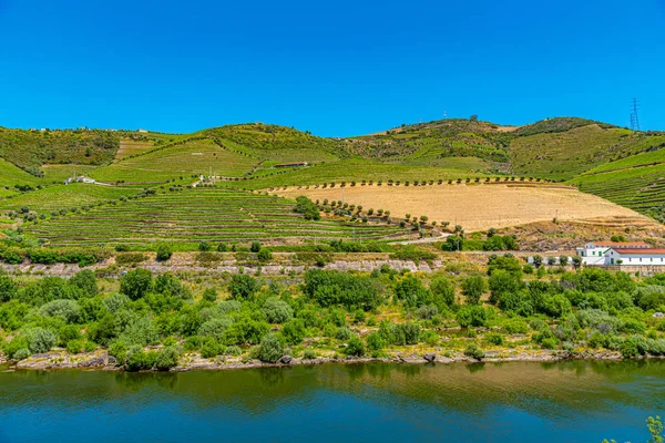 Vineyards alongside river douro in Portugal — Stockfoto