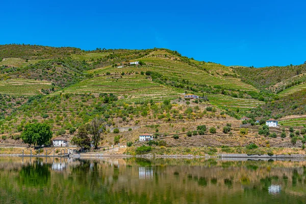 Vineyards alongside river douro in Portugal — Stockfoto