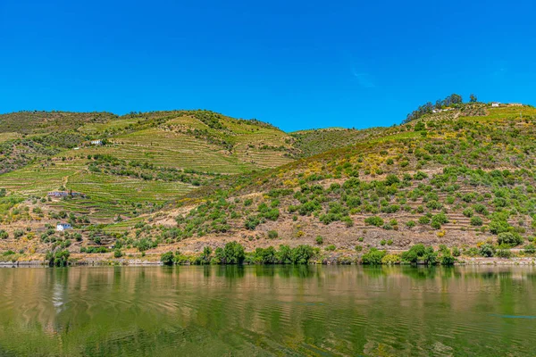 Vineyards alongside river douro in Portugal — Stockfoto