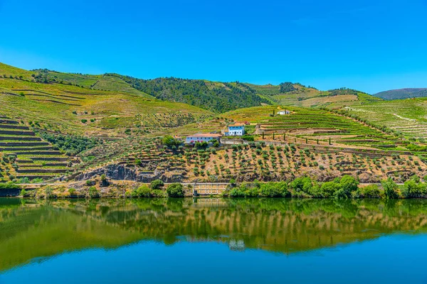 Szőlőültetvények mellett folyó douro Portugáliában — Stock Fotó