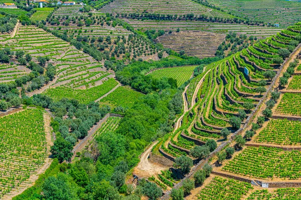 Vigneti nella valle del Douro in Portogallo — Foto Stock