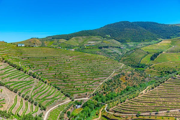 Szőlőültetvények és falvak a Douro-völgy lejtőin Portugáliában — Stock Fotó