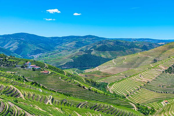 Vineyards and villages at slopes of Douro Valley in Portugal — Stock Photo, Image