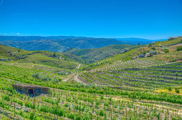 Vineyards at Douro valley in Portugal — Stock Photo, Image