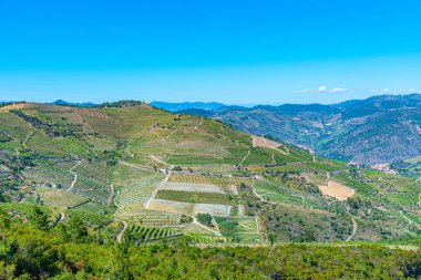Portekiz 'deki Douro Vadisi' ndeki üzüm bağları