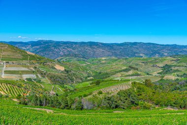 Portekiz 'deki Douro Vadisi' ndeki üzüm bağları