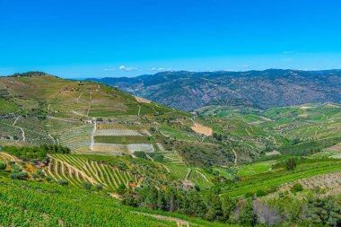 Portekiz 'deki Douro Vadisi' ndeki üzüm bağları