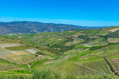 Portekiz 'deki Douro Vadisi' ndeki üzüm bağları