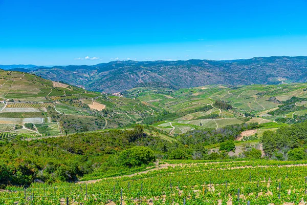 Vineyards at Douro valley in Portugal — Stock Photo, Image