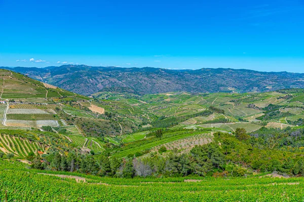 Vineyards at Douro valley in Portugal — Stock Photo, Image