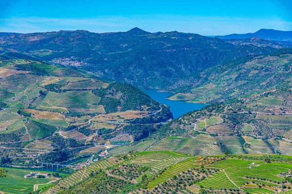Szőlőültetvények a Douro völgyben Portugáliában — Stock Fotó