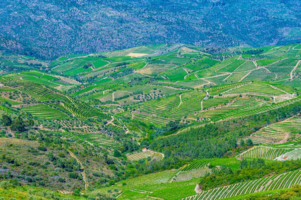 Szőlőültetvények a Douro völgyben Portugáliában — Stock Fotó