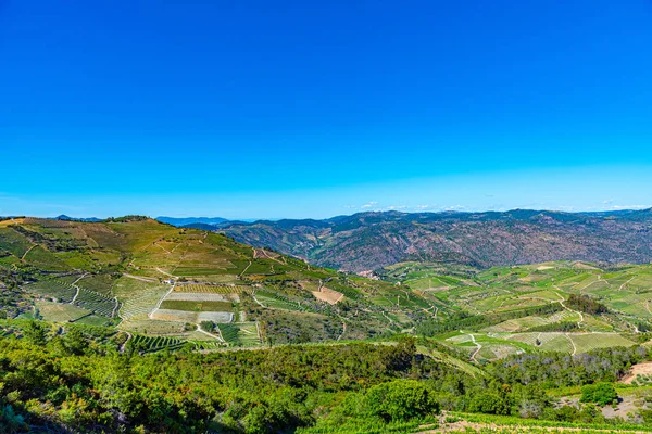 Viñedos en el valle del Duero en Portugal — Foto de Stock