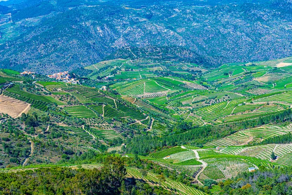 Szőlőültetvények a Douro völgyben Portugáliában — Stock Fotó