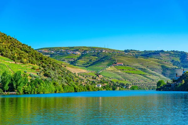 Vineyards alongside river douro in Portugal — Stockfoto