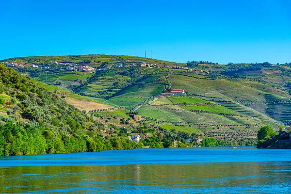 Vineyards alongside river douro in Portugal — Stockfoto