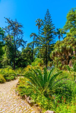 Sintra, Portekiz 'deki Monserrate Sarayı' nın bahçeleri.
